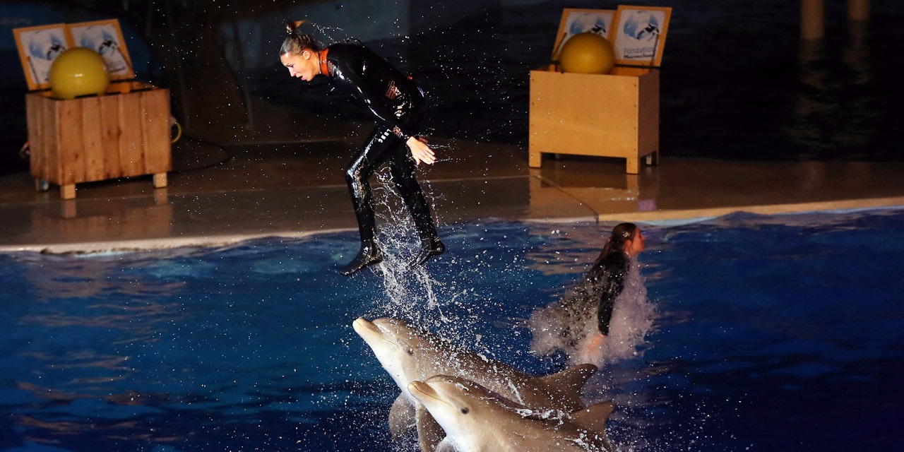 La reproduction des dauphins et des orques détenus en bassins interdite ...
