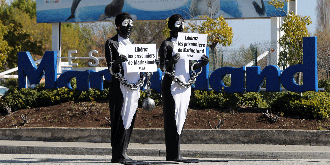 Le Marineland d'Antibes assigné en justice pour maltraitance