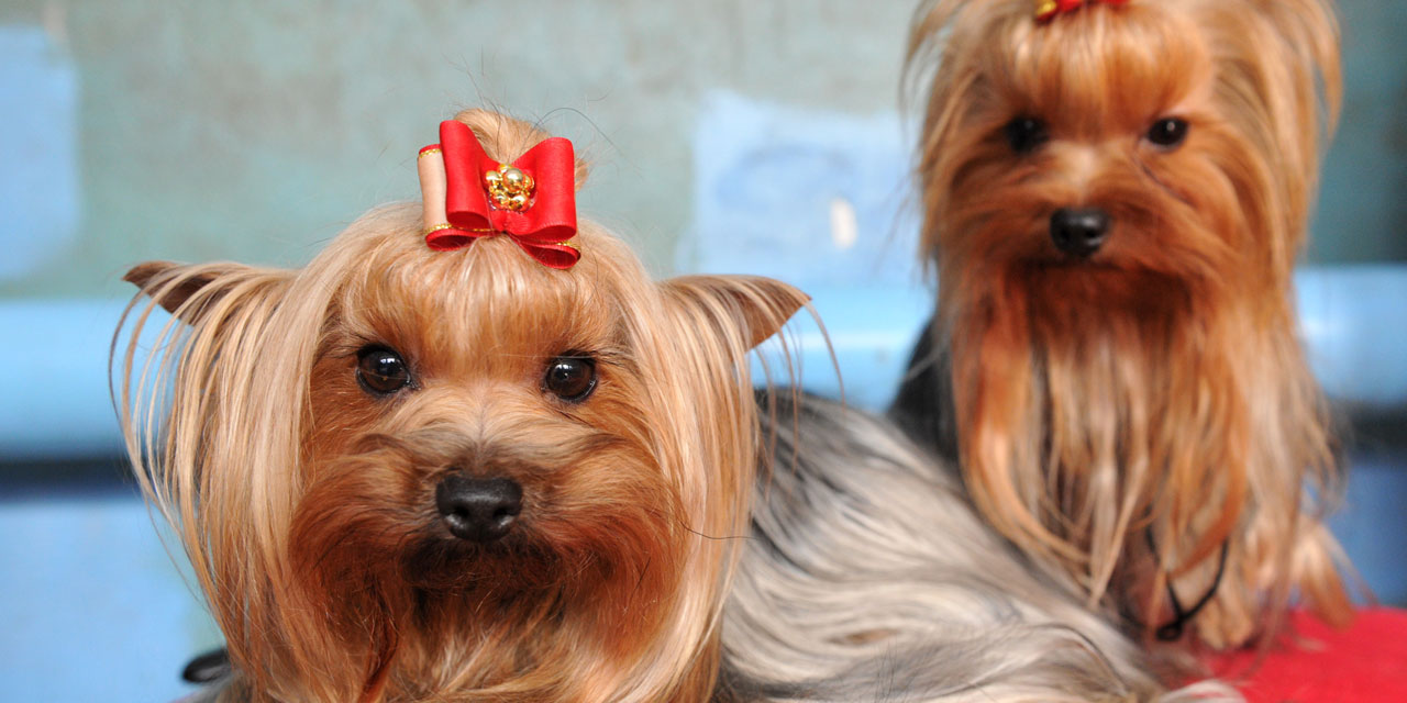 Le Yorkshire Le Chien Le Plus Perdu En France En 2015