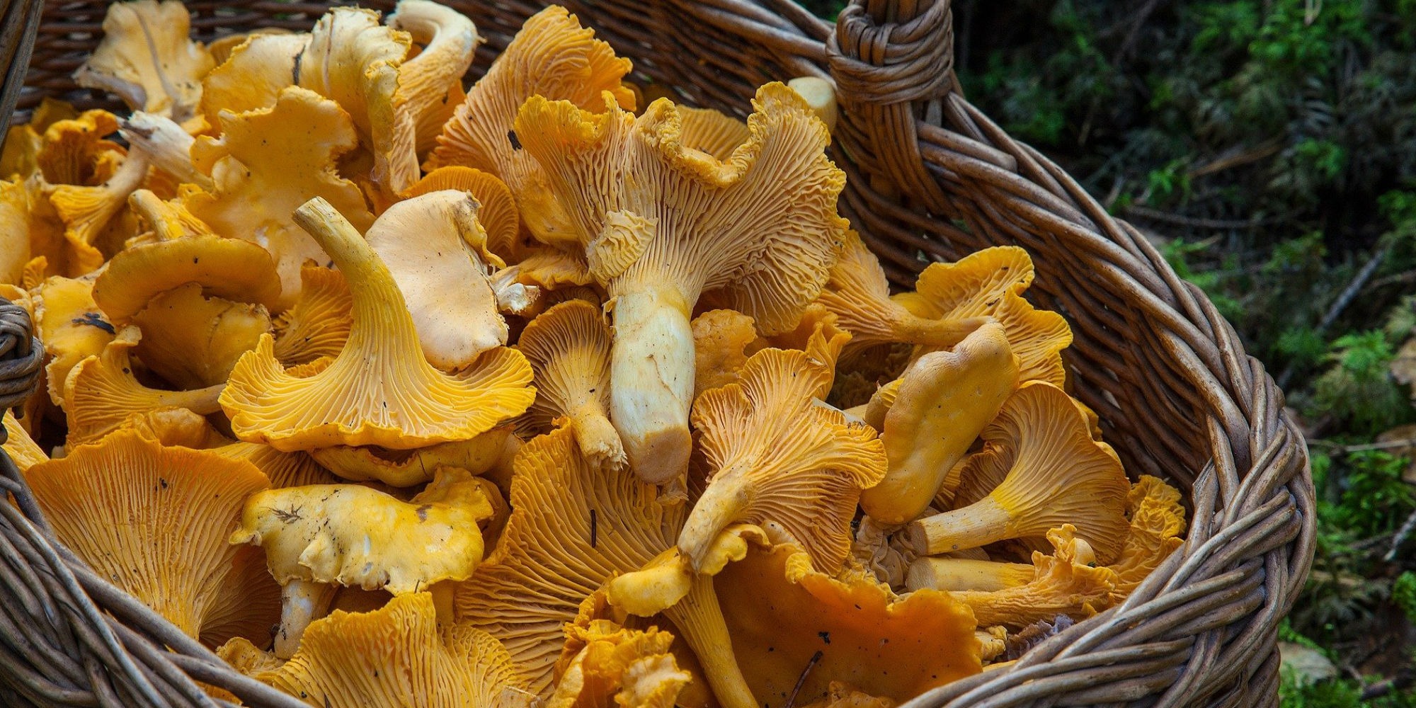 Les conseils de Luana Belmondo pour préparer vos girolles