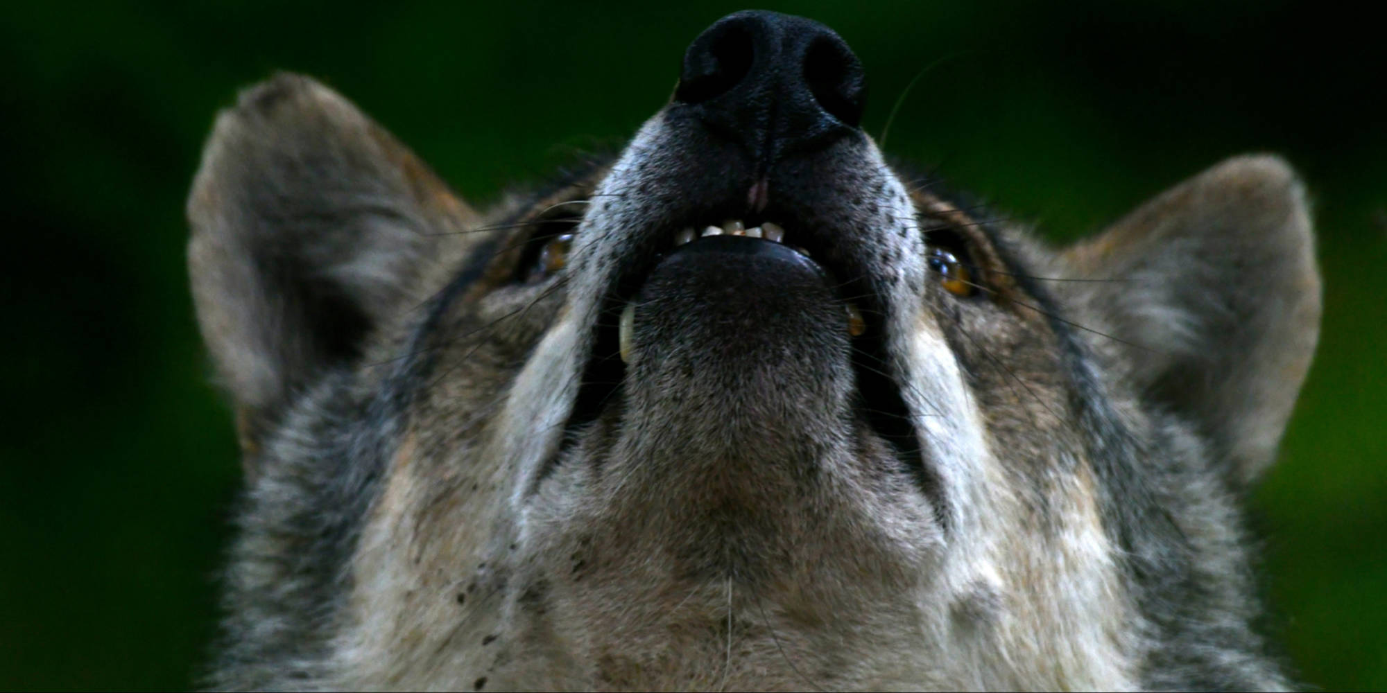 Loups Vus Sur Les Pistes Des Images Impressionnantes Pour Le Maire De Saint Gervais