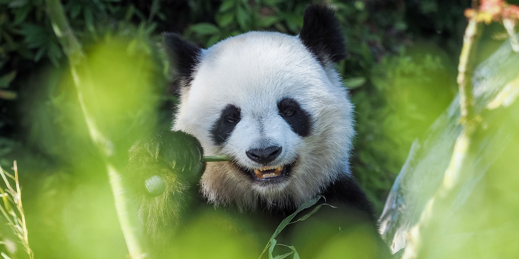 Masques Sens De Circulation Gel Comment Le Zoo De Beauval Se Prepare A Rouvrir