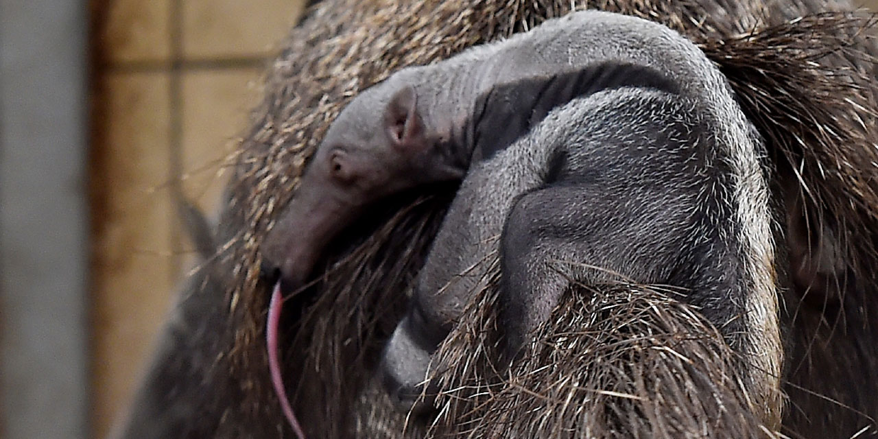 Moselle Naissance D Un Fourmilier Au Zoo D Amneville
