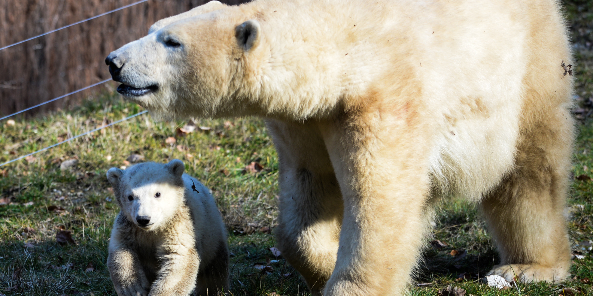 Birth Of A Polar Bear Cub At Mulhouse Zoo Teller Report Birth Of A Polar Bear Cub At Mulhouse Zoo Teller Report