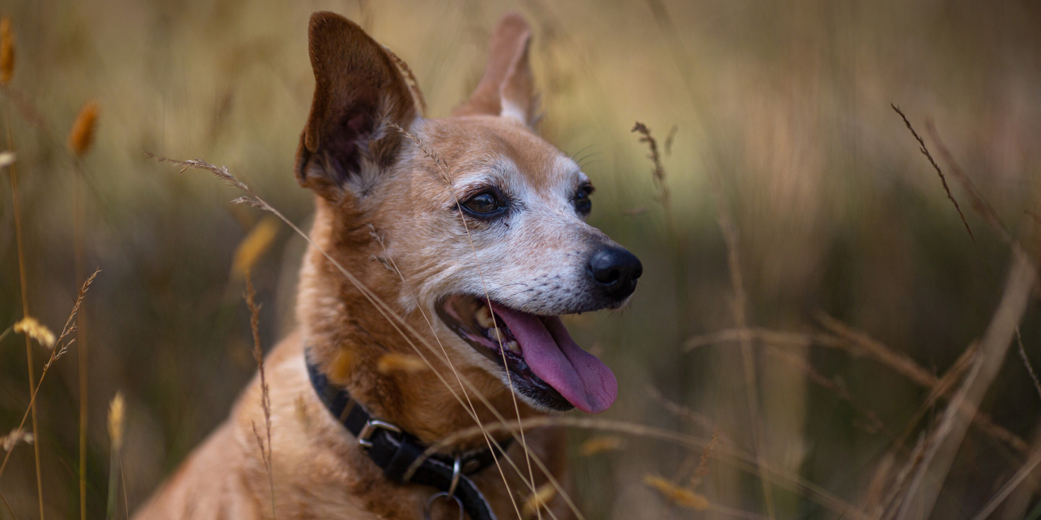 Pension, pet-sitter... Ces options pour faire garder son animal de