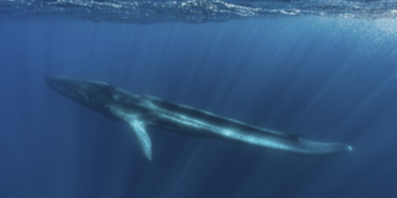 PHOTOS Méditerranée une baleine à la queue amputée