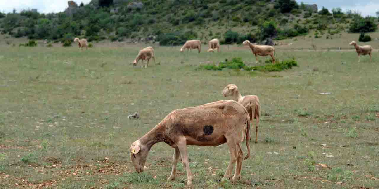 Plus de 35 ans après la lutte, que restetil du plateau du Larzac
