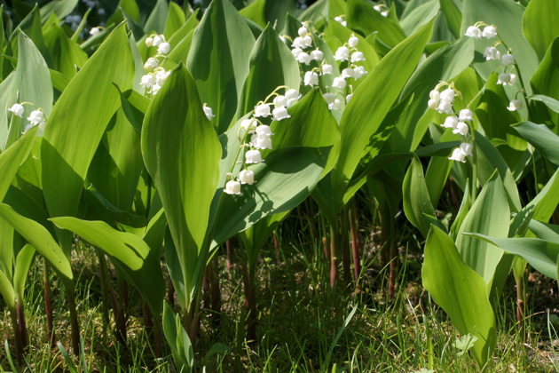 Pour le 1er mai, le muguet sera bon