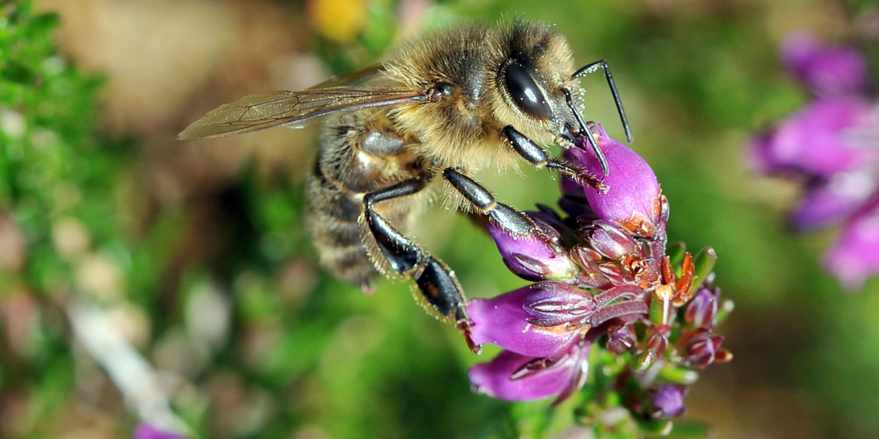 Pourquoi les abeilles sont-elles si importantes pour nous