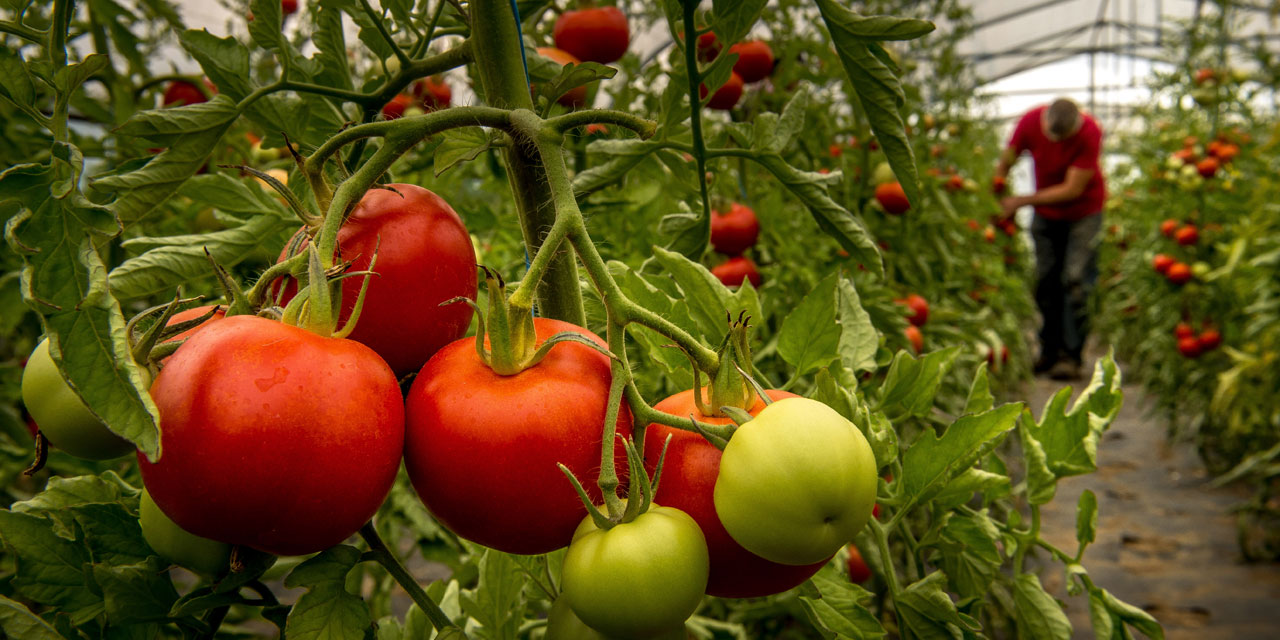Pourquoi les saveurs de nos tomates se sont-elles estompées : une investigation sur le déclin de leur goût.