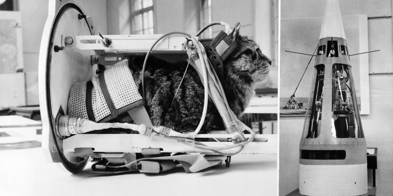 Quand La France Envoyait Les Chats Felix Et Felicette Dans L Espace