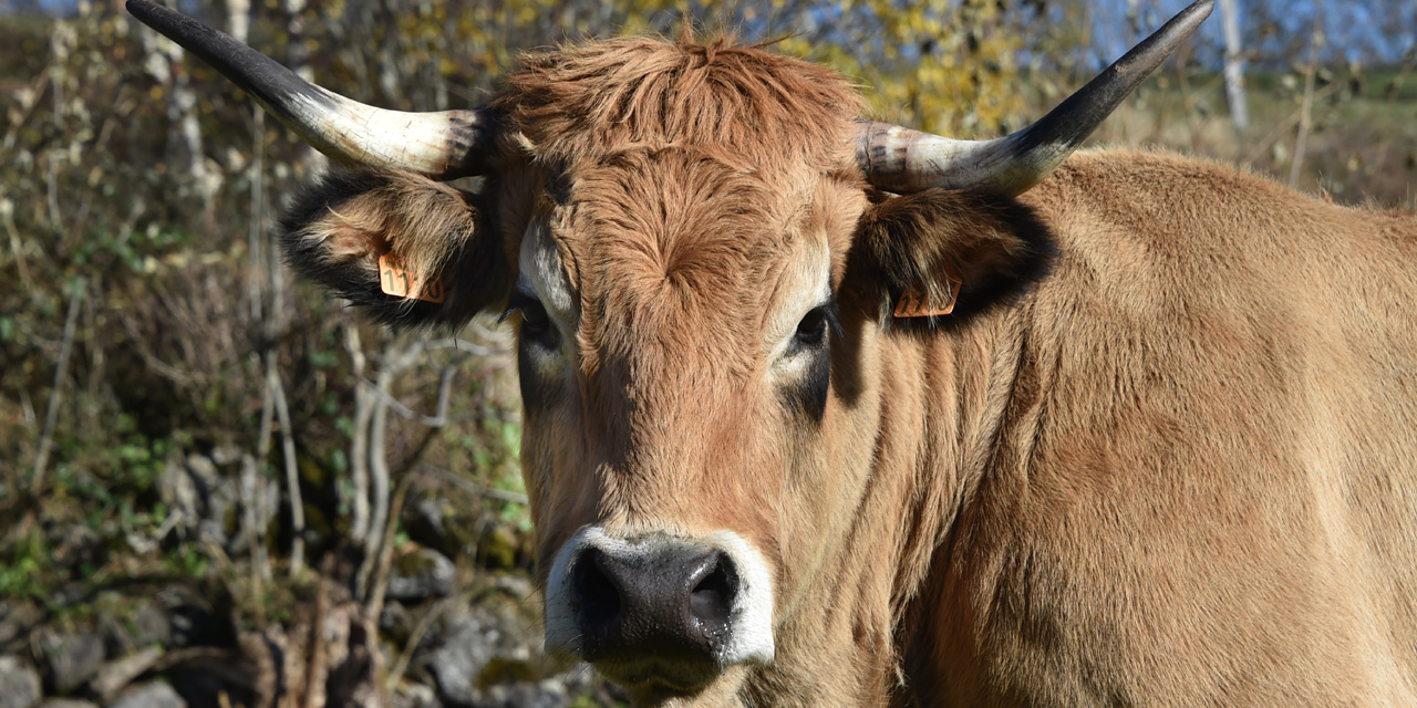 Qui est "Haute", la vache-star du Salon de l'agriculture
