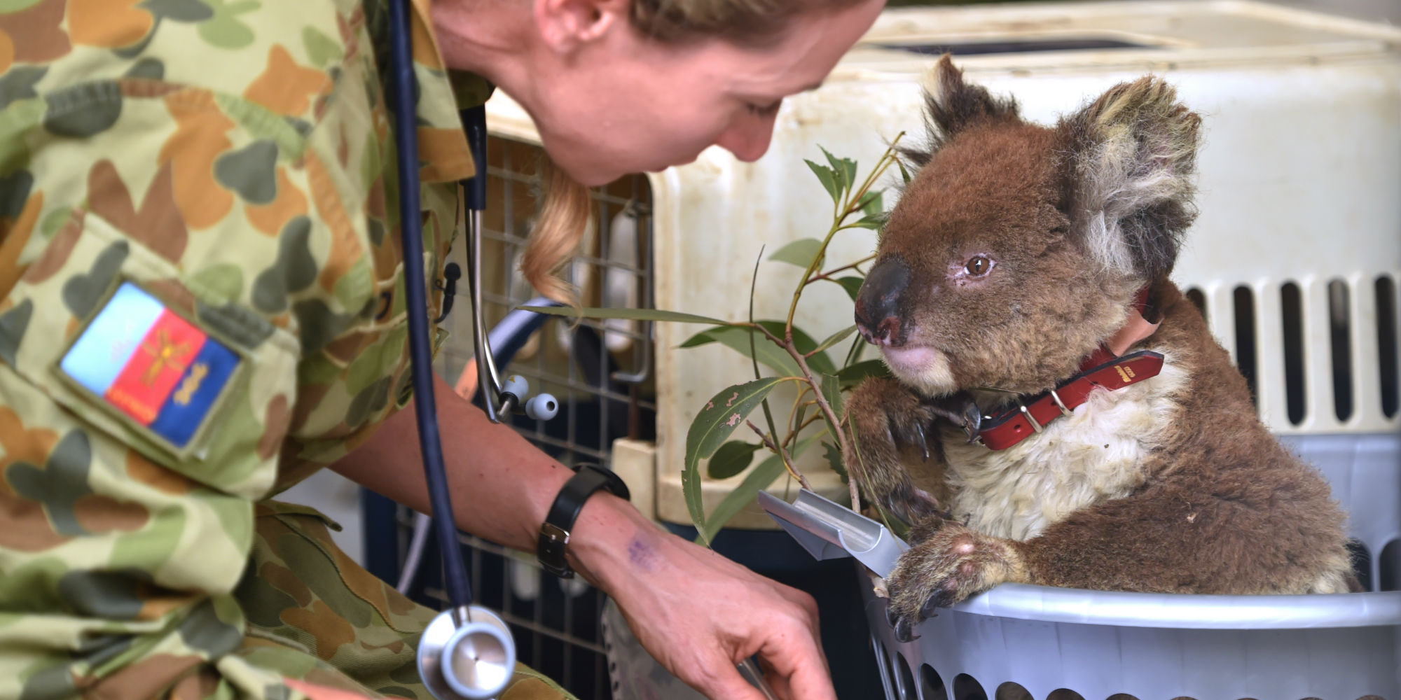 Record De Dons Pour Laustralie Et Les Koalas Pour