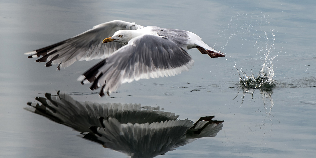 Surpeche Le Nombre D Oiseaux Marins Diminue Faute De Pouvoir Se Nourrir