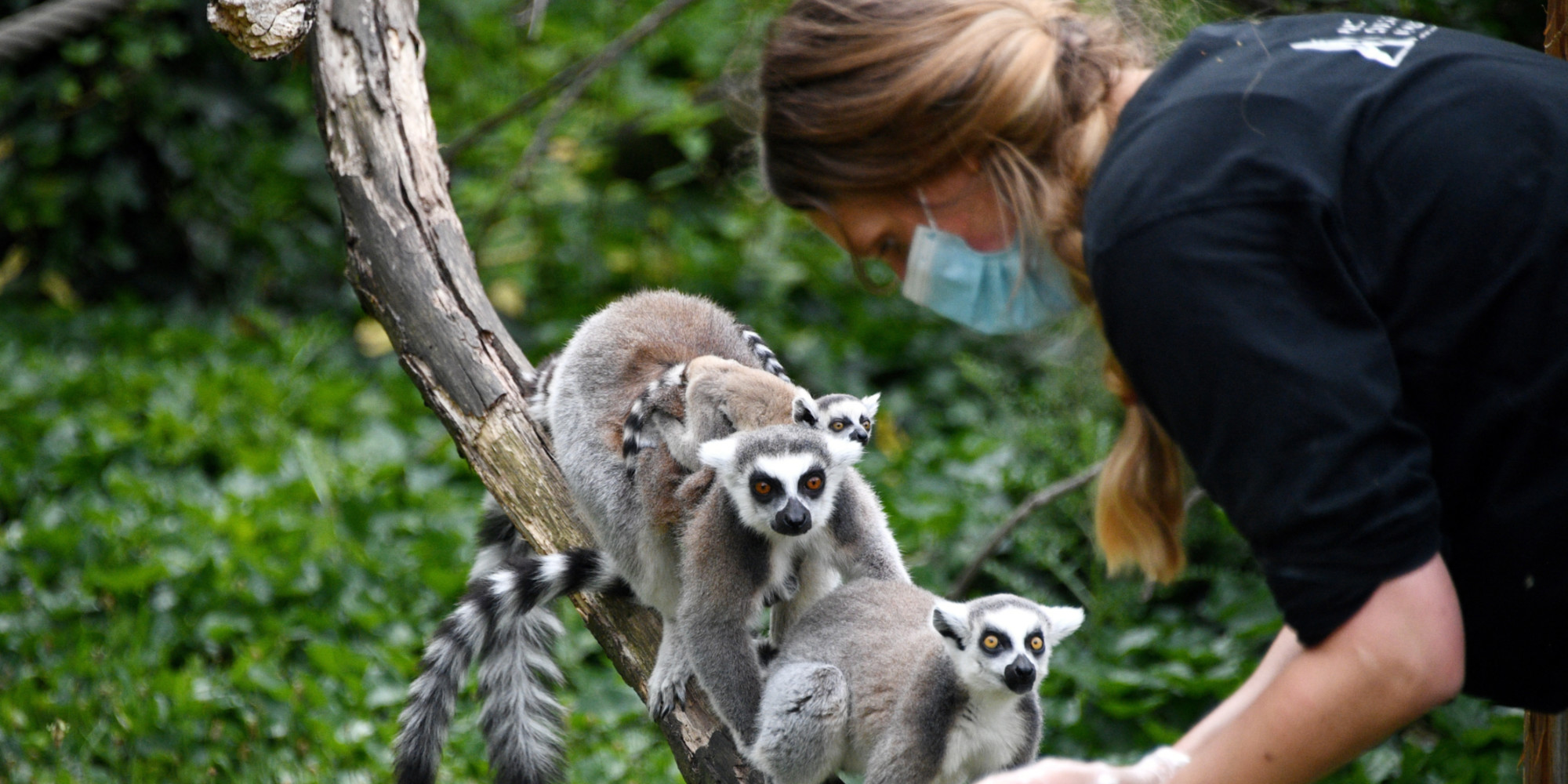 Tout Le Monde Est Sur Le Pont Le Zoo De Vincennes Pret A Retrouver Les Visiteurs