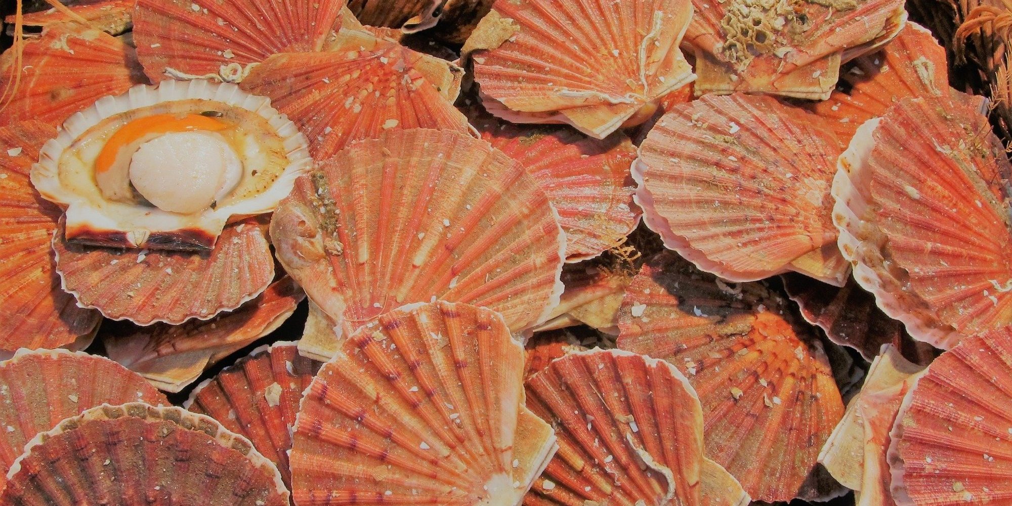 Trois choses que vous ne savez peut tre pas sur la coquille
