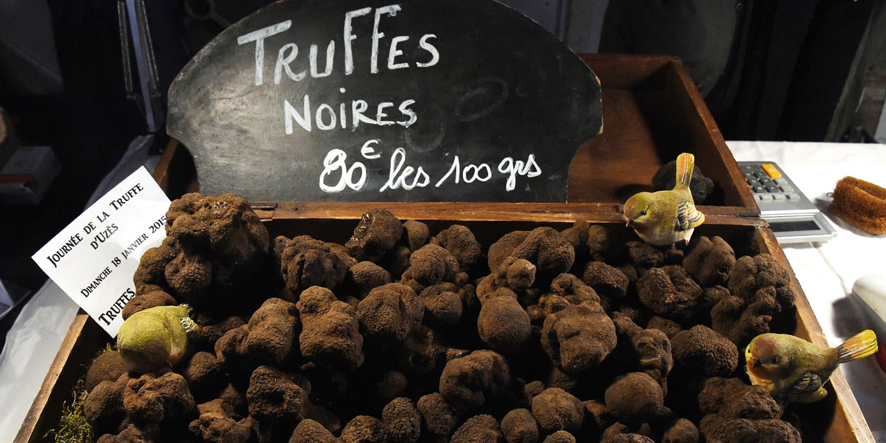 Ovni S Saison 1 Truffes : 20 kg vendus lors du premier marché de la saison