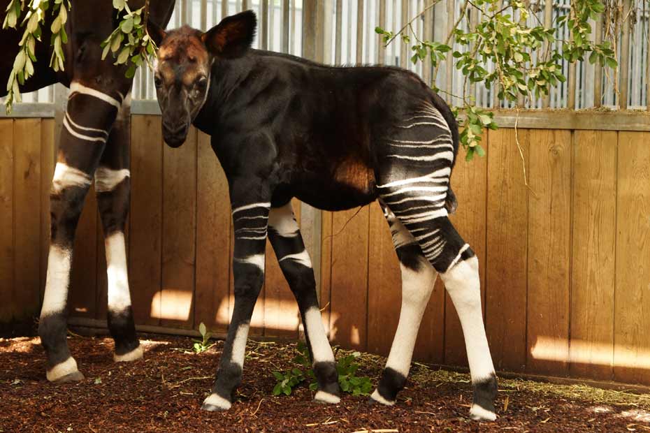 Playmobil Wild Life – Couple D'Okapis Avec Bébé – Animaux Savane – Neuf Sous Boîte
