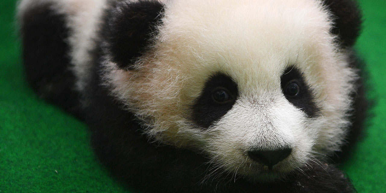 Un Deuxieme Bebe Panda Ne Au Zoo De Kuala Lumpur Presente Au Public Un Deuxieme Bebe Panda Ne Au Zoo De Kuala Lumpur Presente Au Public