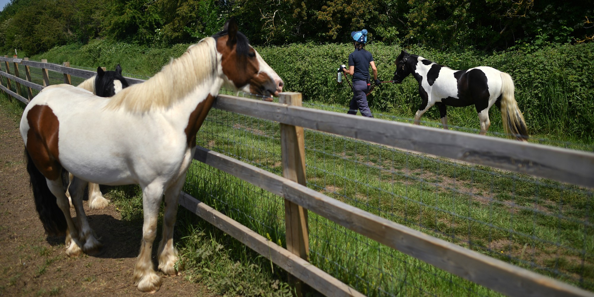 A New Case Of A Mutilated Horse In The Allier Teller Report