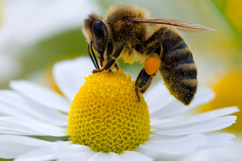 Un Pesticide Nocif Pour Les Abeilles Un Pesticide Nocif Pour Les Abeilles