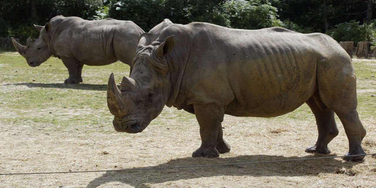 un rhinoceros tue au zoo de thoiry sa corne sciee
