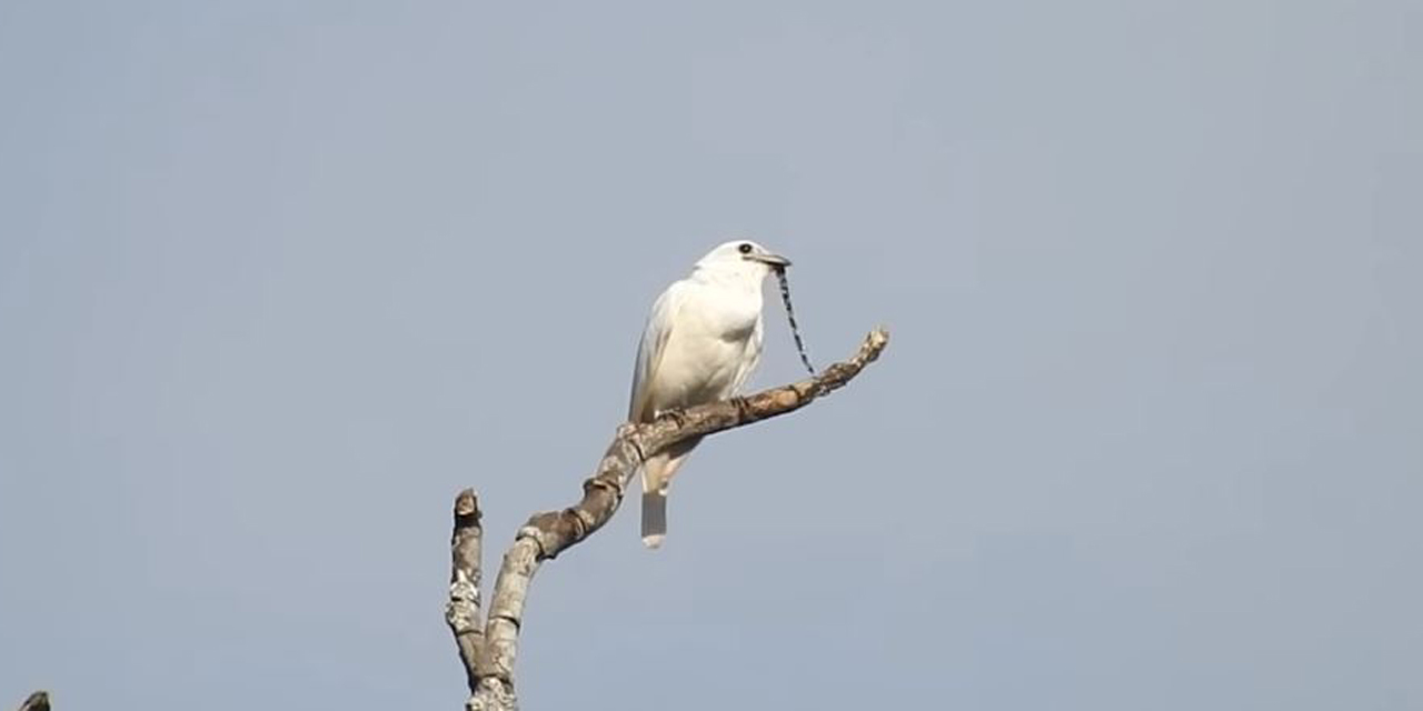 Video L Oiseau Le Plus Bruyant Du Monde Crie Pour Trouver L Amour Video L Oiseau Le Plus Bruyant Du Monde Crie Pour Trouver L Amour