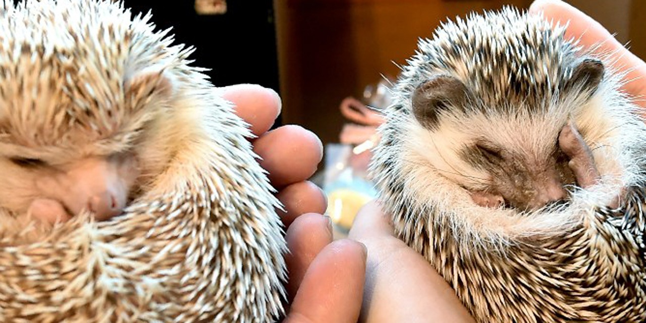 virus changement climatique pesticides pourquoi les herissons vivent une veritable hecatombe